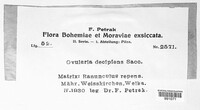 Ovularia decipiens image